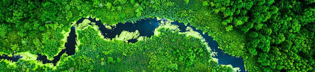 Top view of a forest with a river running through the middle of it.
