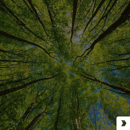 lush green forest with a clear blue sky visible through the trees